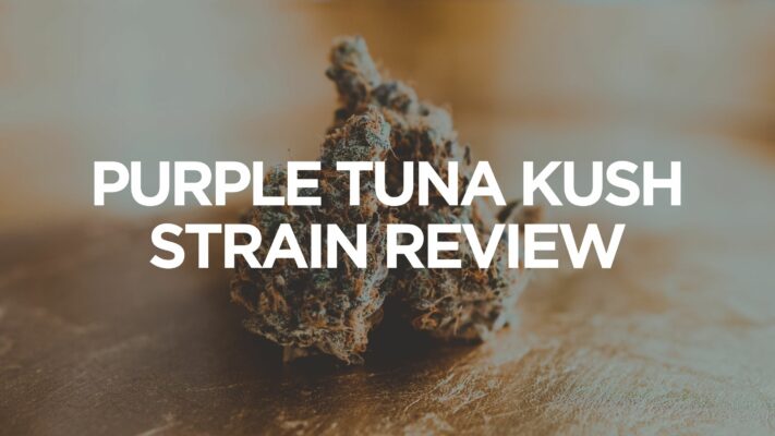 purple-tuna-kush-strain-review